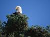 Top Bald Eagle